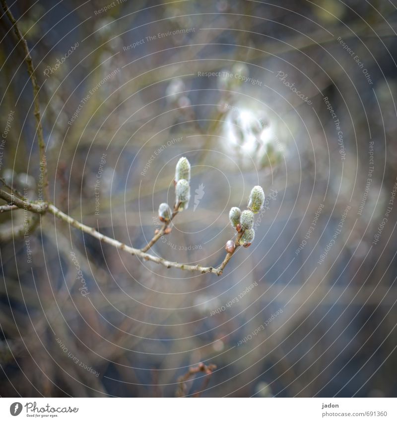 frühlingslicht. Menschengruppe Natur Pflanze Frühling Schönes Wetter Sträucher Grünpflanze Feld leuchten Leben Weide Weidenkätzchen Unschärfe Außenaufnahme