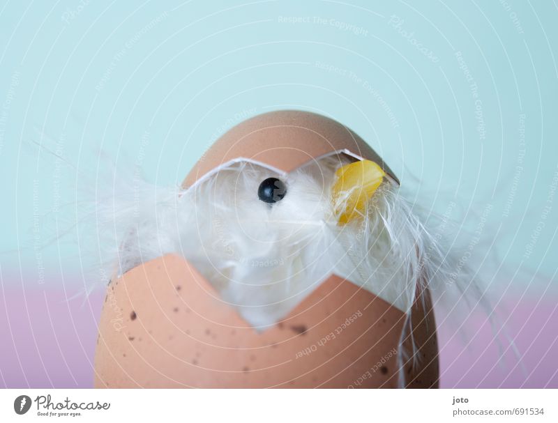 osterküken Ostern Tier Vogel Küken Osterküken eckig frech Fröhlichkeit Glück kuschlig Kitsch niedlich weich rosa türkis Freude Zufriedenheit Begeisterung