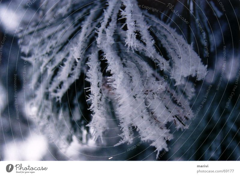 Eiszäpfchen Tanne Nadelbaum Finnland Winter kalt Baum Schnee kemi Eiszapfen Tannennadel