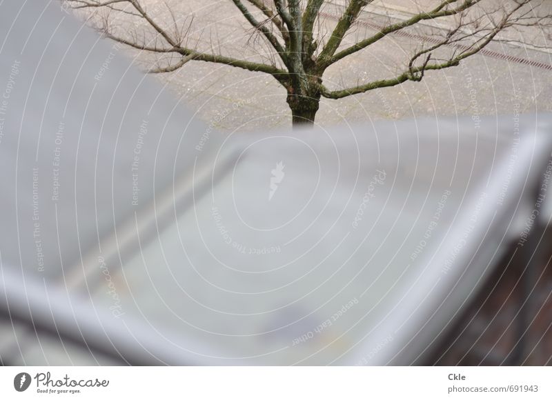 Portrait Umwelt Pflanze Frühling Dürre Baum Stadtzentrum Platz Bauwerk Mauer Wand Treppe Dach Straße Wege & Pfade Stein Beton Holz Metall Backstein hoch blau