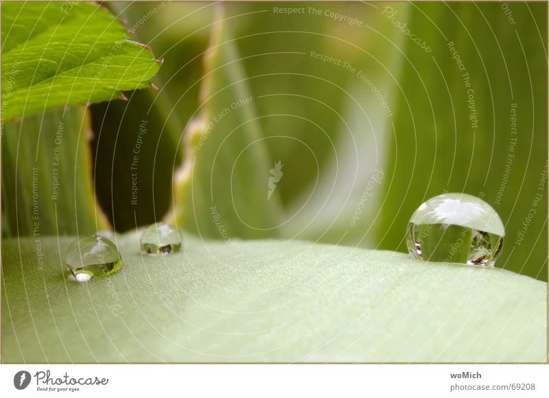 ooh~~O Reflexion & Spiegelung Kugel Wassertropfen Regen Klarheit nass grün Blatt Außenaufnahme tropfenwelt tropfenstraße Natur Garten Verhext Makroaufnahme