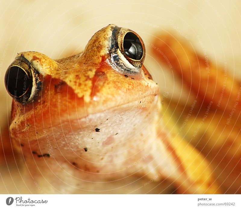 Vermisst jemand nen Märchenprinzen? Artenreichtum Küssen Terrarium Froschauge geistreich wach Neugier süß Großmaul Tier gelb springen Herbst Europa Froschkönig