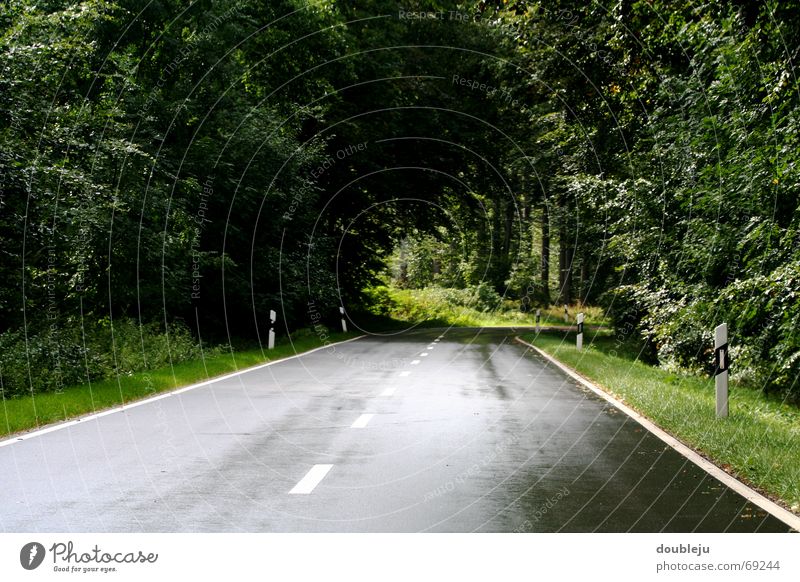 reiseroute feucht Baum Wald Bayern Waldlichtung Tunnel fahren Straße Regen hineinfahren Kurve Linie Biologische Landwirtschaft Natur