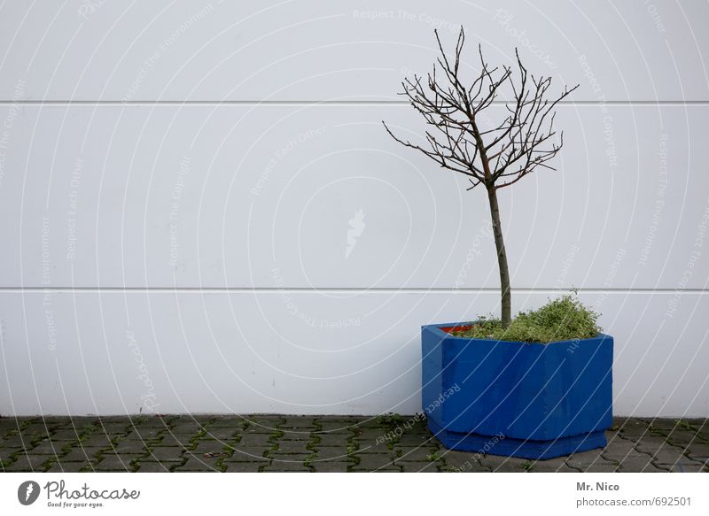 lass mich in ruhe Umwelt Pflanze Baum Gebäude Fassade blau Kübel Blumenkasten Dekoration & Verzierung Topfpflanze Wachstum trist Hof Moos gießen Einsamkeit