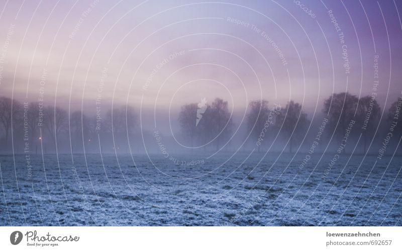 Umnebelt Natur Landschaft Tier Himmel Winter Nebel Schnee Baum Wiese frieren kalt natürlich blau violett rosa Zufriedenheit Gelassenheit geduldig ruhig