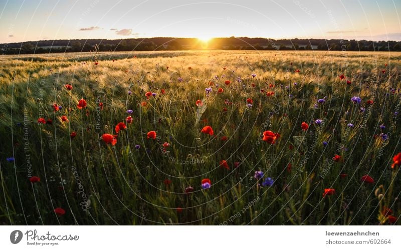 Mohn im Kornfeld Natur Landschaft Pflanze Sommer Schönes Wetter Nutzpflanze Feld Blühend Erholung genießen träumen fantastisch Unendlichkeit schön natürlich