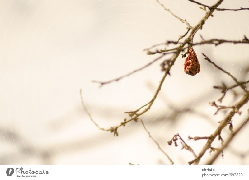 Dörrobst Umwelt Natur Pflanze Frühling Dürre Baum Sträucher Nutzpflanze Obstbaum Garten hängen dehydrieren warten braun Trockenfrüchte Falte vertrocknet Ast