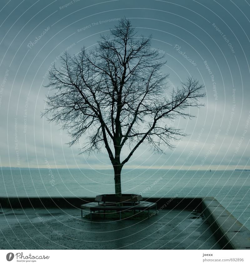 Agenten-Treffpunkt Wasser Himmel Herbst schlechtes Wetter Regen Baum Seeufer Bodensee Menschenleer kalt grau schwarz ruhig Sitzgelegenheit Bank Mauer Farbfoto