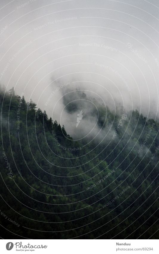 Nach dem Gewitter ruhig Berge u. Gebirge Umwelt Natur Wolken Unwetter Nebel Regen Baum Wald Alpen Kamm dunkel nass Kraft Einsamkeit Angst Nadelbaum Oberbayern