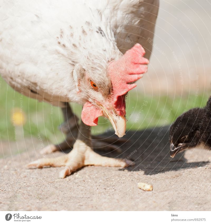 hab ich Nutztier Tiergesicht Haushuhn Kücken 2 rennen Fressen Vorfreude Erwartung Überleben entdecken Außenaufnahme Menschenleer