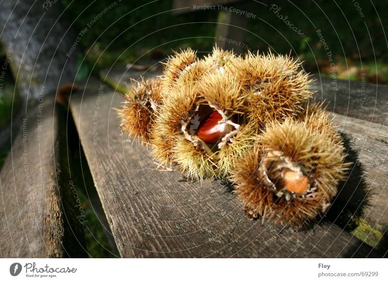 Kastanien Herbst Baum braun Holzbank Bank Kastanienbaum mehrere partschins Perspektive