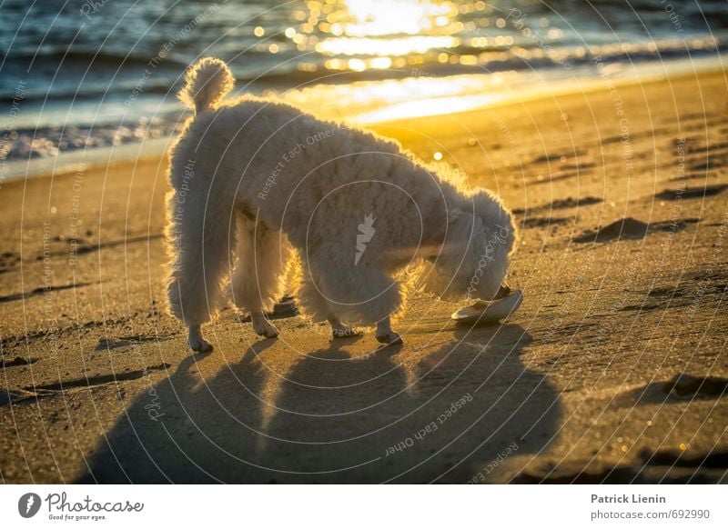 Jax Wellness harmonisch Wohlgefühl Zufriedenheit Sinnesorgane Erholung ruhig Meditation Ferien & Urlaub & Reisen Umwelt Natur Landschaft Urelemente Erde Sand