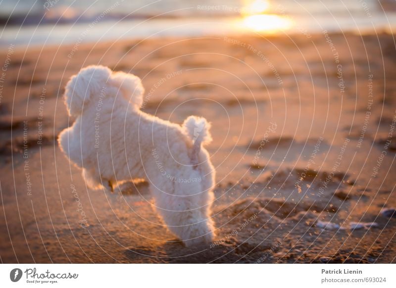 Jump Around Umwelt Natur Landschaft Urelemente Sand Sonne Sonnenlicht Sommer Klima Schönes Wetter Wellen Küste Strand Meer Tier Haustier Hund 1 Bewegung