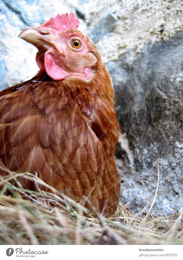 etwas ausbrüten Haushuhn liegen Stroh Bauernhof Tier Brutpflege Legehenne Steinmauer Landwirtschaft Ei Feder Kamm aussitzen Stolz