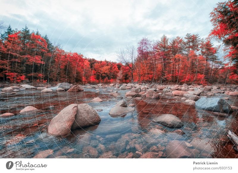 Indian Summer V Umwelt Natur Landschaft Urelemente Wasser Himmel Herbst Wetter Schönes Wetter Pflanze Baum Wald Fluss nass natürlich Abenteuer Einsamkeit