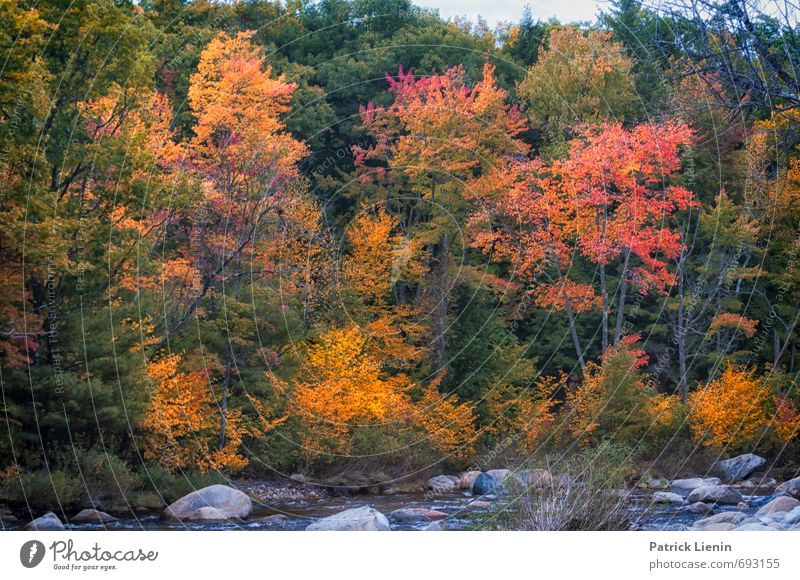 Indian Summer IV Ferien & Urlaub & Reisen Ausflug Abenteuer Ferne Freiheit Sightseeing Umwelt Natur Landschaft Wasser Herbst Klima Wetter Pflanze Baum Wald