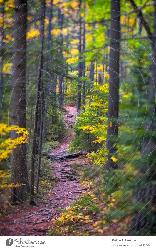 Indian Summer harmonisch Zufriedenheit Sinnesorgane Erholung Ferien & Urlaub & Reisen Tourismus Ausflug Abenteuer Freiheit Expedition Berge u. Gebirge wandern