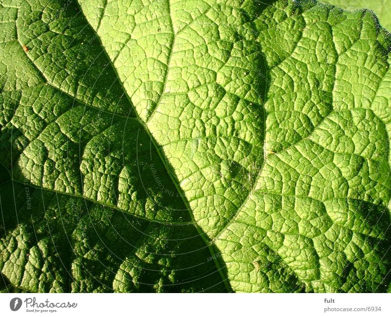 Blatt grün frisch Strukturen & Formen