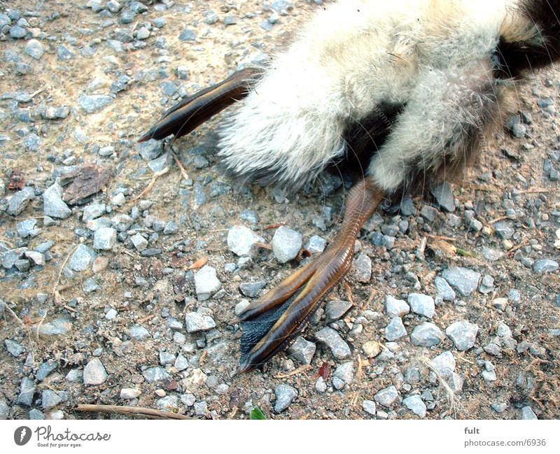 Toter Piepmatz Vogel Krallen Kieselsteine Kücken Wege & Pfade Tod