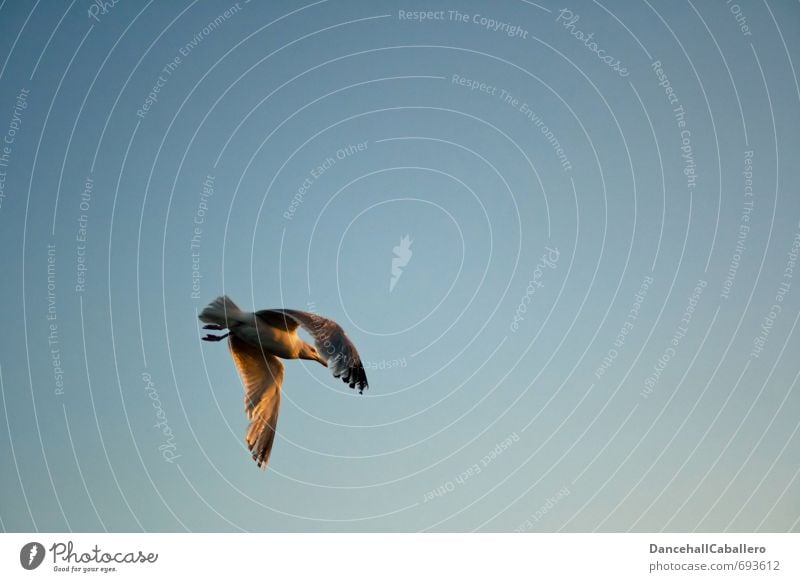 in den Abend hinein... Natur Tier Luft Himmel Wolkenloser Himmel Sonnenaufgang Sonnenuntergang Schönes Wetter Küste Nordsee Ostsee Meer Wildtier Vogel Möwe 1