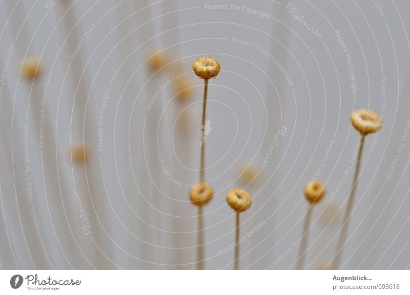 ... alle zusammen ... Natur Sonnenlicht Blume Bewegung Denken träumen ästhetisch außergewöhnlich schön weich blau gold Zufriedenheit Geborgenheit Zusammensein