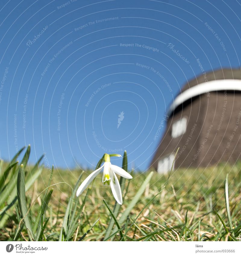 es dreht sich was Windmühle Schneeglöckchen Wiese Himmel Menschenleer blau grün