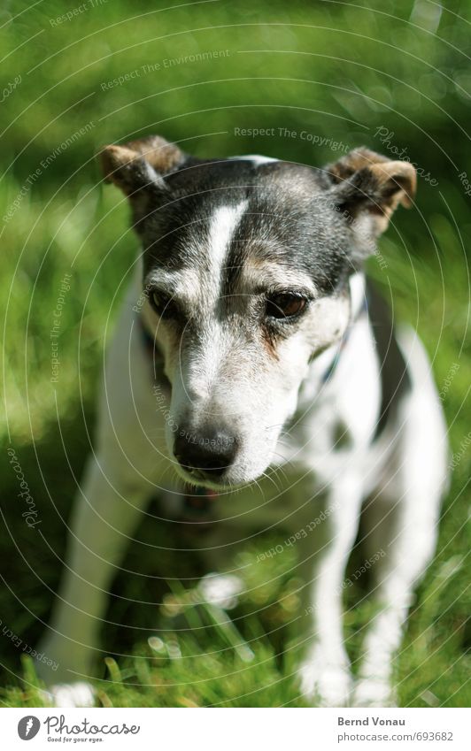 hundstag Hund Tiergesicht 1 Blick alt Freundlichkeit Gras Fell schwarz weiß grün sitzen sommerlich Haustier Farbfoto Außenaufnahme Menschenleer