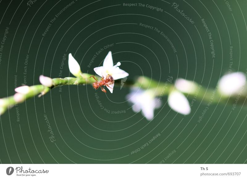 Ameise Natur Pflanze Tier Frühling Sommer Wildtier 1 Blühend entdecken ästhetisch elegant nah Neugier schön grün rot weiß Lebensfreude Frühlingsgefühle