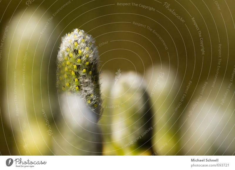 Weidenkätzchen Pflanze Blüte frisch Zusammensein schön einzigartig grün standhaft geradestehen Farbfoto Textfreiraum rechts