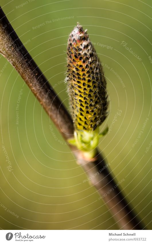 Weidenkätzchen Pflanze Blüte Wiese schön natürlich grün selbstbewußt Mut stehen Farbfoto Nahaufnahme