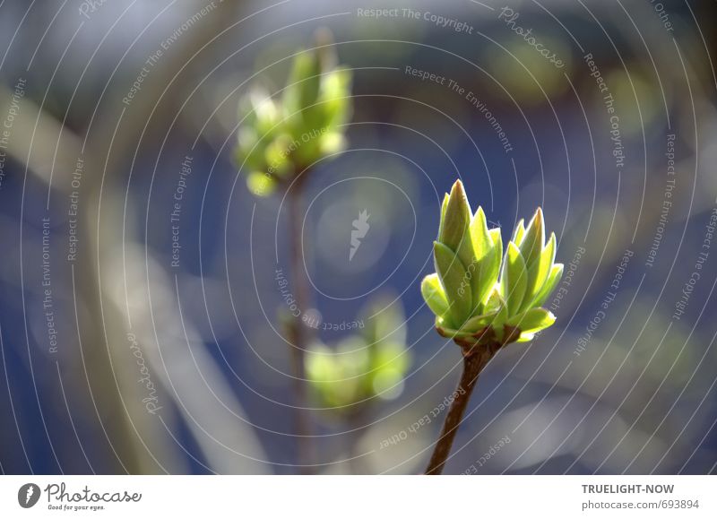 Es ist Frühling und wärmende Sonnenstrahlen treiben das frische Grün der Blatt Knospen ins Licht Natur Pflanze Urelemente Wasser Sonnenlicht Schönes Wetter