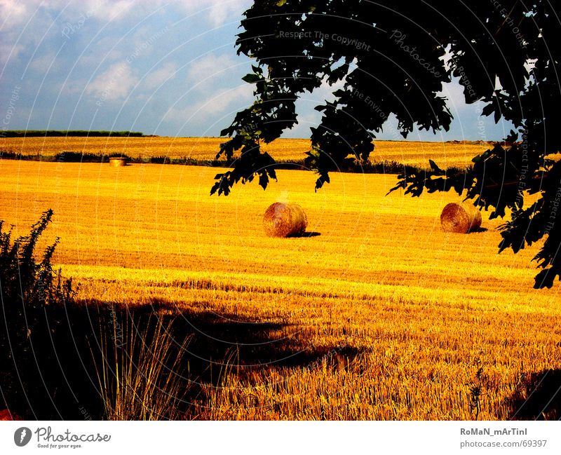 midll summer Kornfeld Feld Sommer Heuballen Strohballen Baum Horizont Ernte Schatten