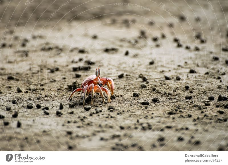 Einzelgänger l Strandspaziergang Ferien & Urlaub & Reisen Meer Sand Küste Tier Krabbe Krustentier 1 maritim rot Einsamkeit Natur einzeln Krebstier Schere Panzer