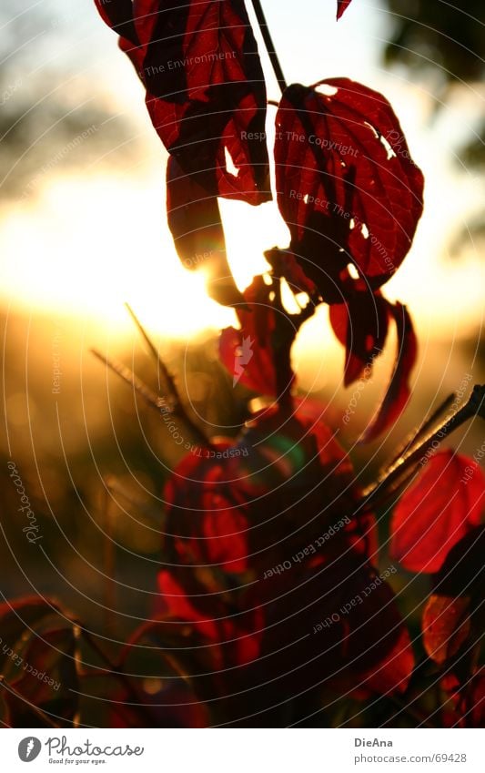 Abendstimmung (2) Blatt rot Loch Sonnenuntergang Sommer Natur August leaf leaves red holey mood