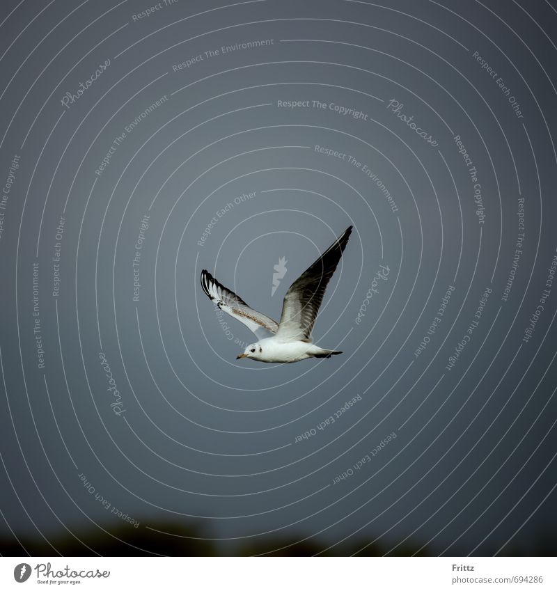 Lachmöwe Natur Tier Himmel Wildtier Vogel Flügel Möwe 1 fliegen oben grau schwarz weiß weißer Vogel fliegender Vogel Farbfoto Außenaufnahme Textfreiraum oben