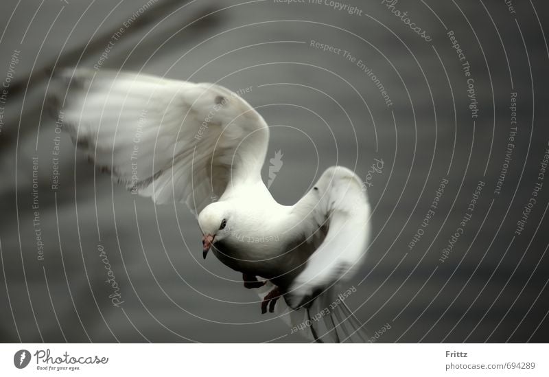 .. to motion .. Natur Tier Wildtier Taube Flügel 1 Bewegung fliegen niedlich grau weiß friedlich weißer Vogel weiße Taube flügelschlagend Farbfoto Außenaufnahme