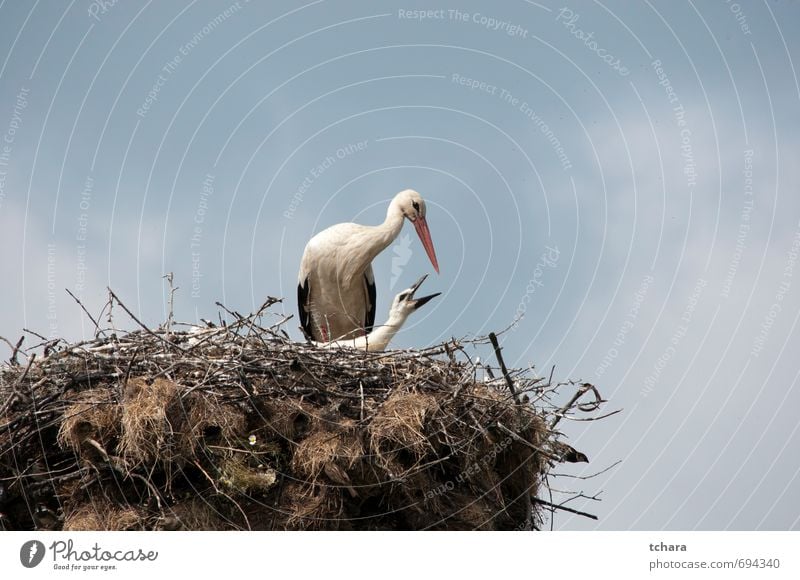 Mutterschaft Essen Erwachsene Natur Tier Himmel Wolken Frühling Wildtier Vogel 2 Tierjunges Tierfamilie klein blau Tierliebe Sorge Storch Nest Futter Schnabel