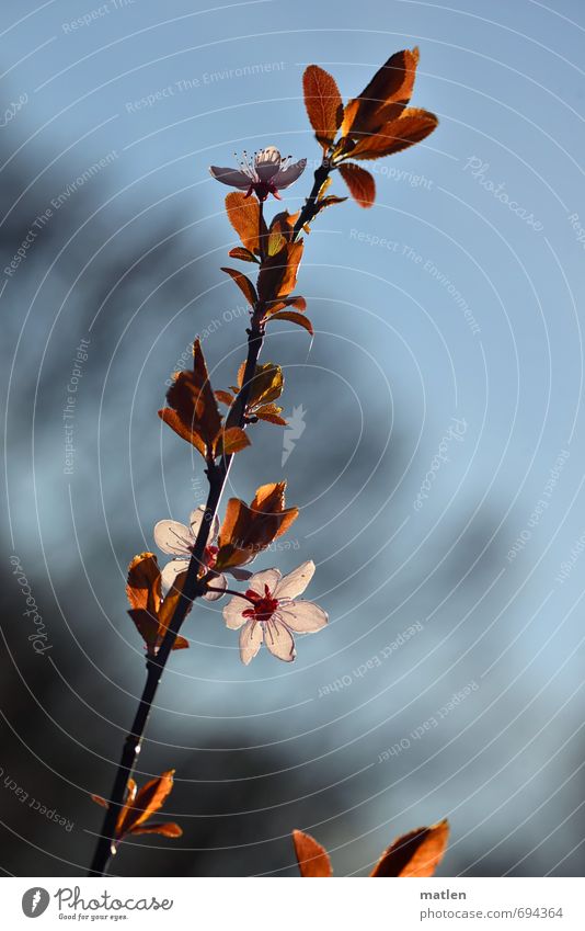 Ave Natur Pflanze Himmel Frühling Schönes Wetter Baum Blatt Blüte Menschenleer blau braun rosa weiß Beginn Zweig Farbfoto Gedeckte Farben Tag Schatten