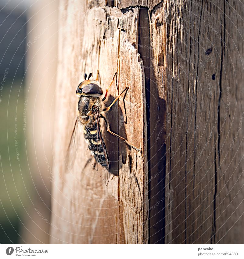 da sind wir wieder Urelemente Sonnenlicht Frühling Baum Fliege 1 Tier Holz Zeichen festhalten fliegen Freundlichkeit Wärme Überleben Leben Wespen Biene Mimikry