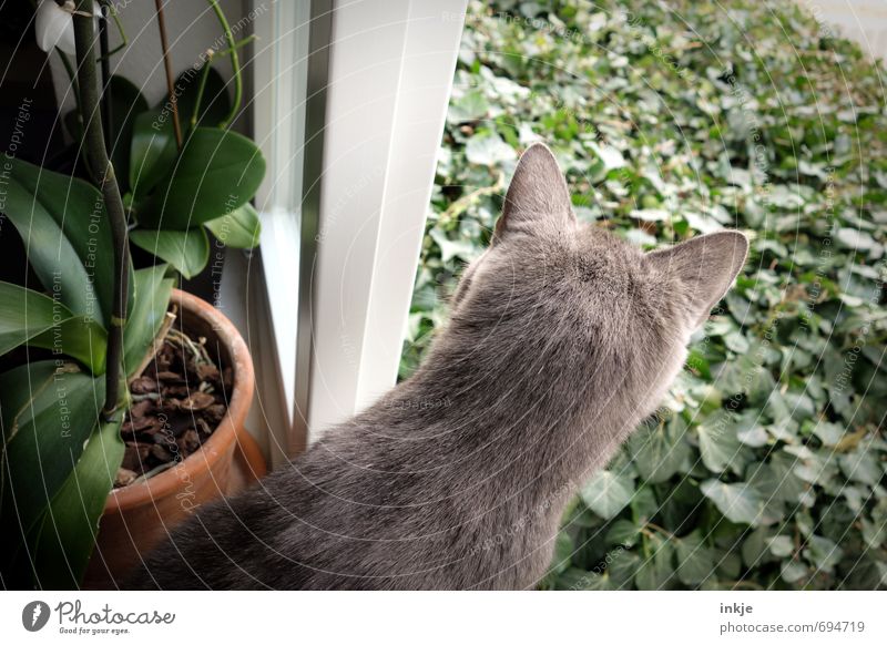 total neugierig Lifestyle Freizeit & Hobby Häusliches Leben Wohnung Frühling Sommer Efeu Orchidee Garten Fenster Tier Haustier Katze Fell Katzenohr 1 beobachten