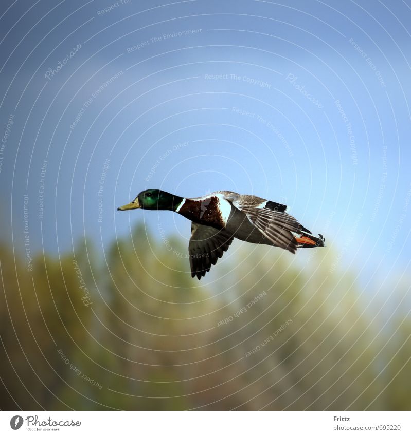 ... alles was Flügel hat ... Natur Tier Himmel Schönes Wetter Wildtier Vogel Stockente 1 Bewegung fliegen frei blau mehrfarbig grün Leben Farbe Wasservogel