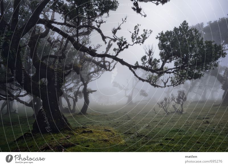 sagenhaft Natur Landschaft Pflanze Frühling Klima Wetter Nebel Regen Baum Gras Moos Farn Wiese Wald gruselig natürlich braun grau grün Volksglaube unheimlich