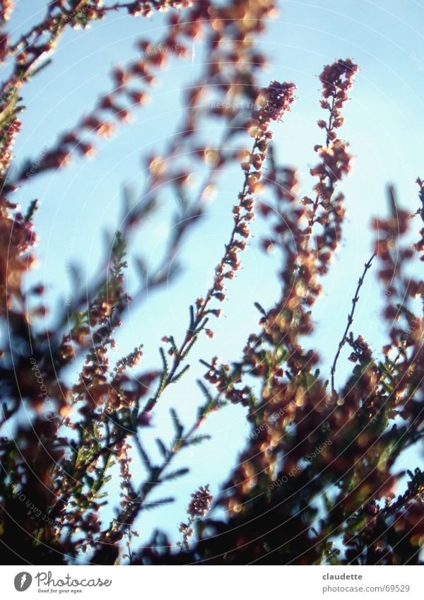 Heide im Sommer aufstrebend Leben Blüte Pflanze Gras leicht Windzug Leichtigkeit Romantik Landleben Froschperspektive Hochformat Himmel blau hell heidegras