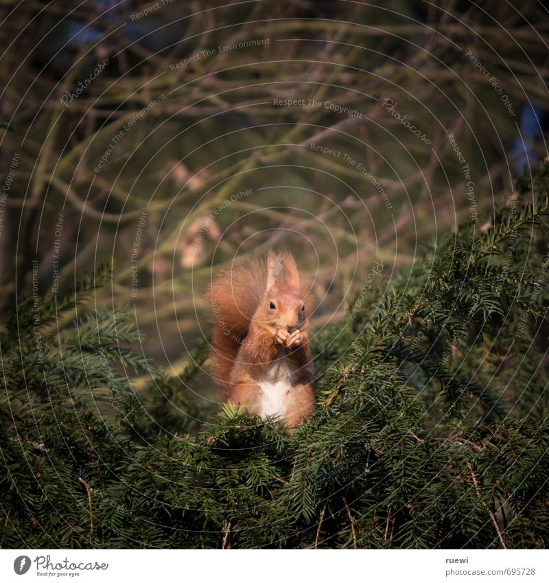 Hämisches Hörnchen Essen Umwelt Natur Tier Baum Garten Park Wildtier Eichhörnchen 1 Holz beobachten Blick sitzen warten Coolness kuschlig Neugier niedlich braun