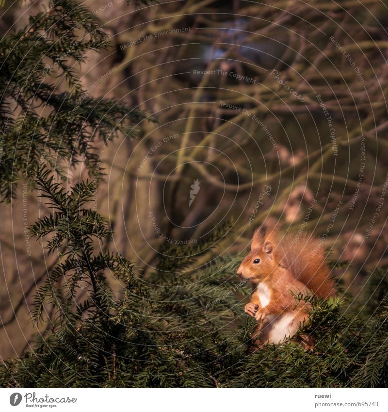 Harrendes Hörnchen Umwelt Natur Tier Frühling Sommer Baum Wildtier Eichhörnchen 1 Holz beobachten sitzen stehen warten klein Neugier niedlich braun grün rot