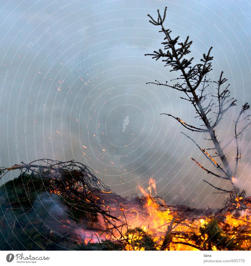 Zunder Veranstaltung Feste & Feiern Rauchen bedrohlich Problemlösung Trennung Brand brennen Tanne Funken Feuerstelle Weihnachtsbaum Farbfoto Außenaufnahme