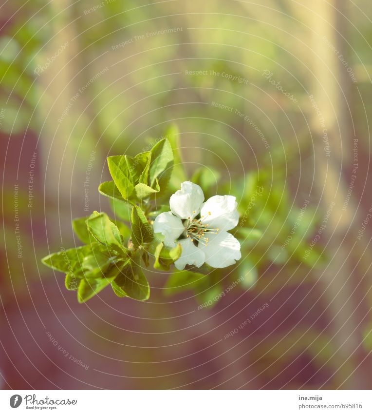 es frühlingt Umwelt Natur Pflanze Frühling Blume Blüte Nutzpflanze Wildpflanze Garten Blühend Schwarzdorn Lebewesen Beerensträucher Sträucher Pflanzenteile