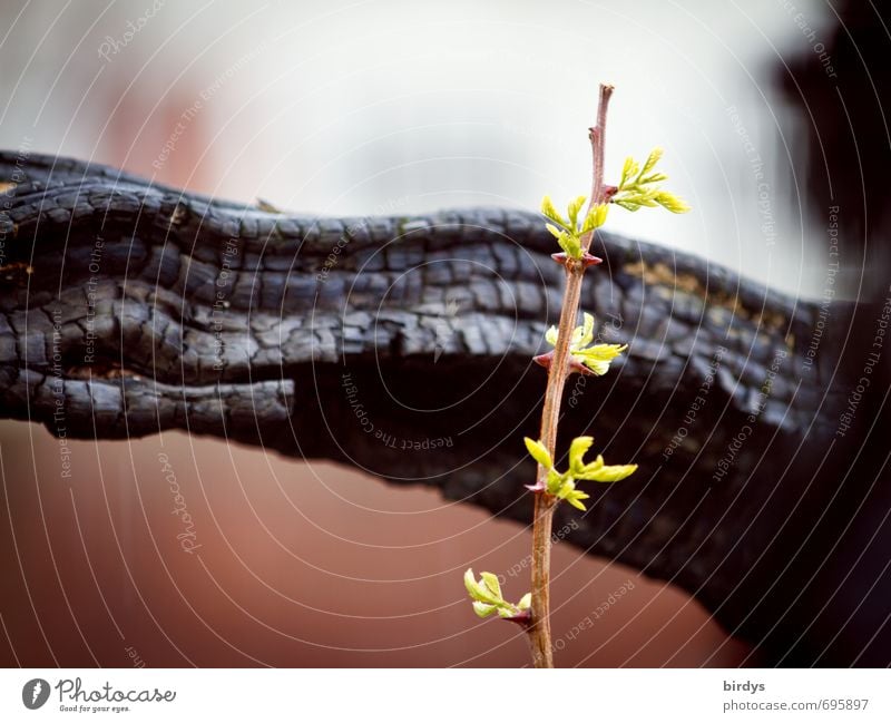 Hope Natur Frühling Sommer Pflanze Baum Trieb Ast Wachstum ästhetisch frisch Originalität Kraft Vertrauen Ausdauer Beginn Hoffnung Leben Lebensfreude Überleben