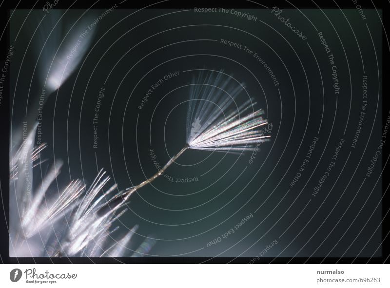 Windhauch, komm Garten Kunst Natur Pflanze Tier Sommer Herbst Klimawandel Samen Löwenzahn Park Wiese Feld Erholung fliegen glänzend Lächeln ästhetisch feminin