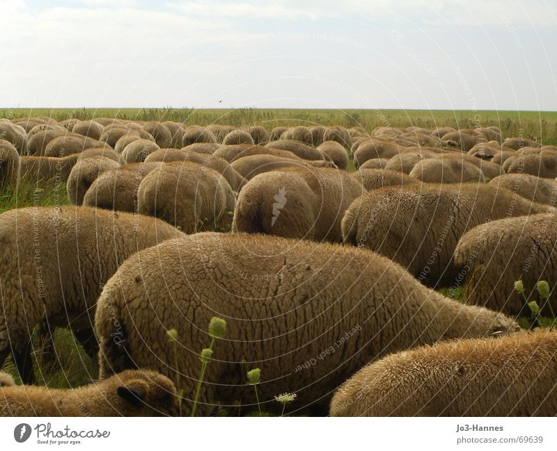 Rücken, die entzücken Schaf Schafherde Bock Lamm Dorf Schäfer Fressen Rasenmäher weich Uniform mehrere Starkbier Weide Schafsbock Ziegen Grasland Tier